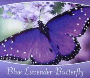 blue-lavendat-butterfly